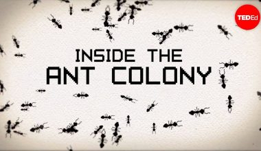 Types of Ants in a Colony