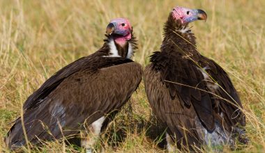 Types of Vultures in Africa