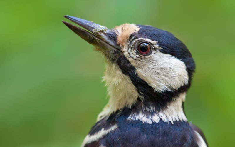 Types of Woodpeckers in Arkansas