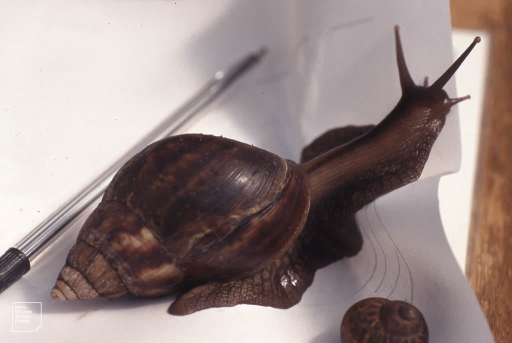 African Giant Snail