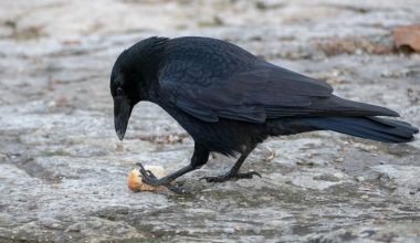 Animals That Eat Carrion