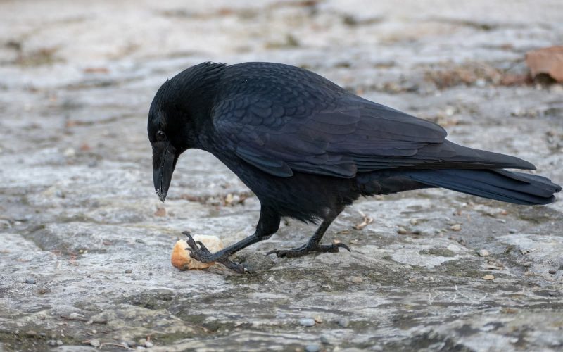Animals That Eat Carrion