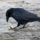 Animals That Eat Carrion