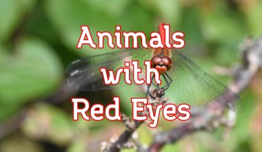 animals with red eyes