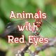 animals with red eyes