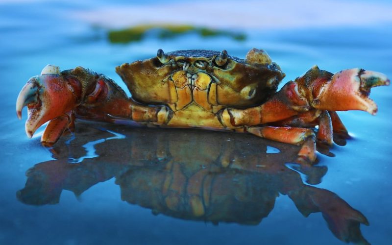 Animals With Shells