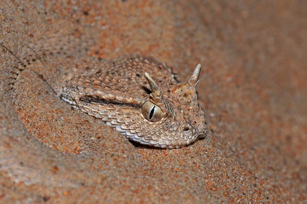 Arabian Horned Viper