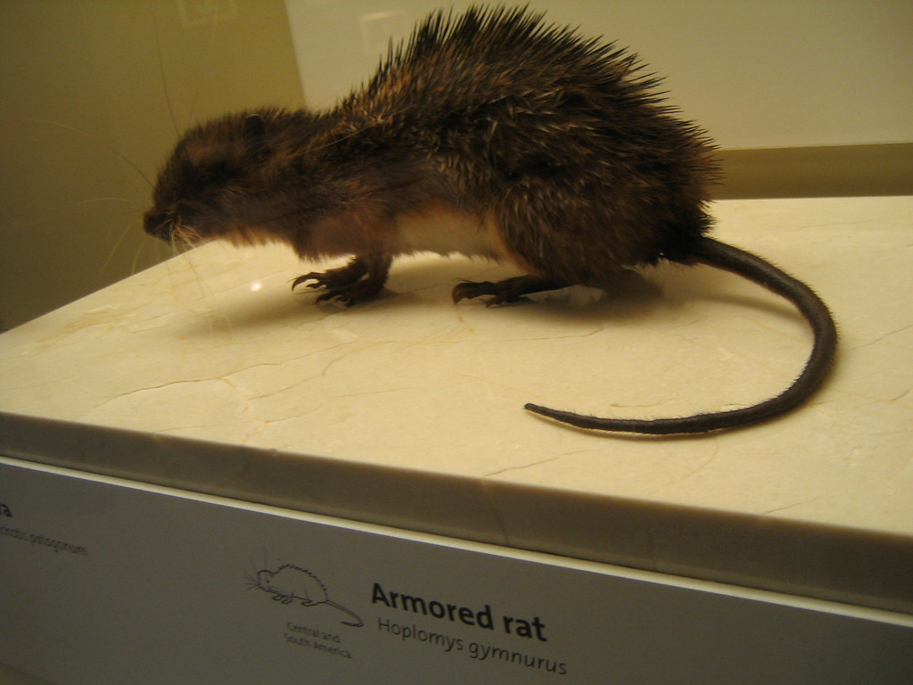 Armored Rat - Animals With Spikes