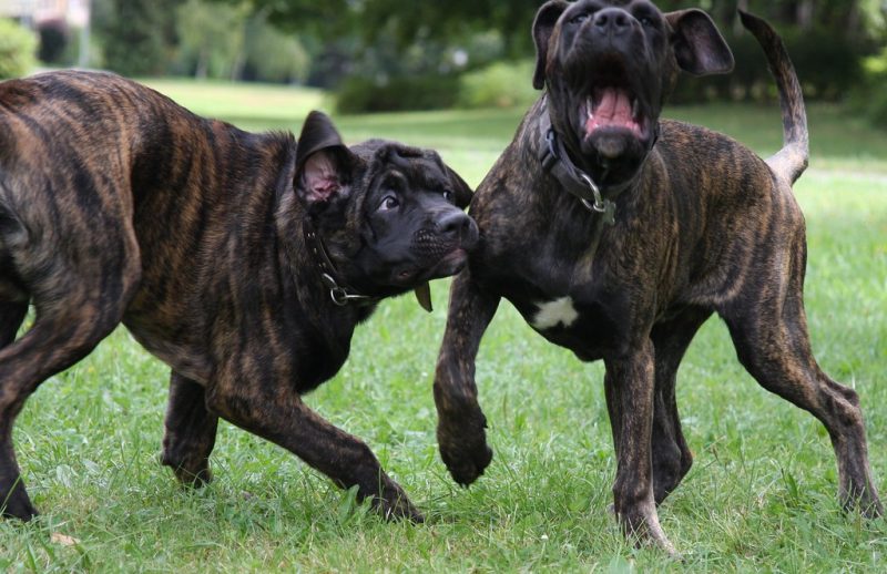 21 Dog Breeds With the Strongest Bite Force (With Psi)
