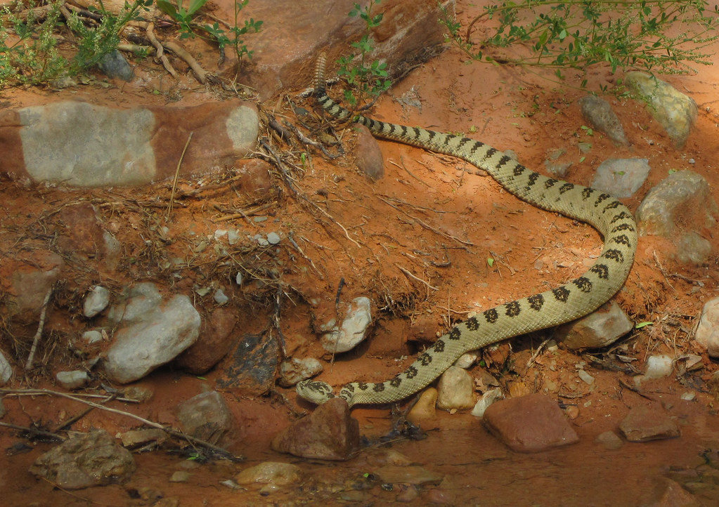 Basin Rattlesnake