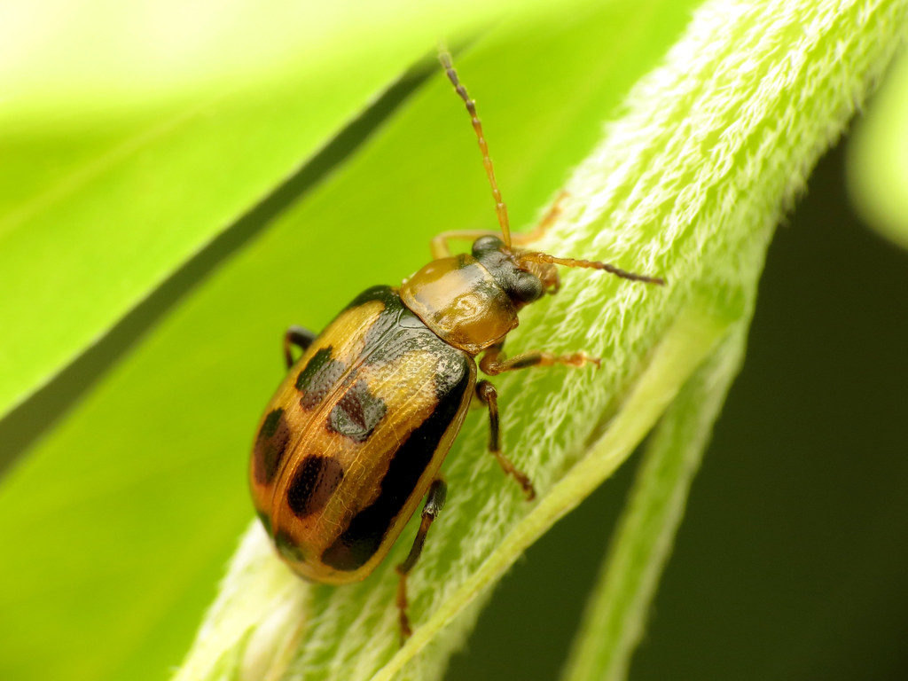 13 Types of Beetles in New Jersey (With Pictures)