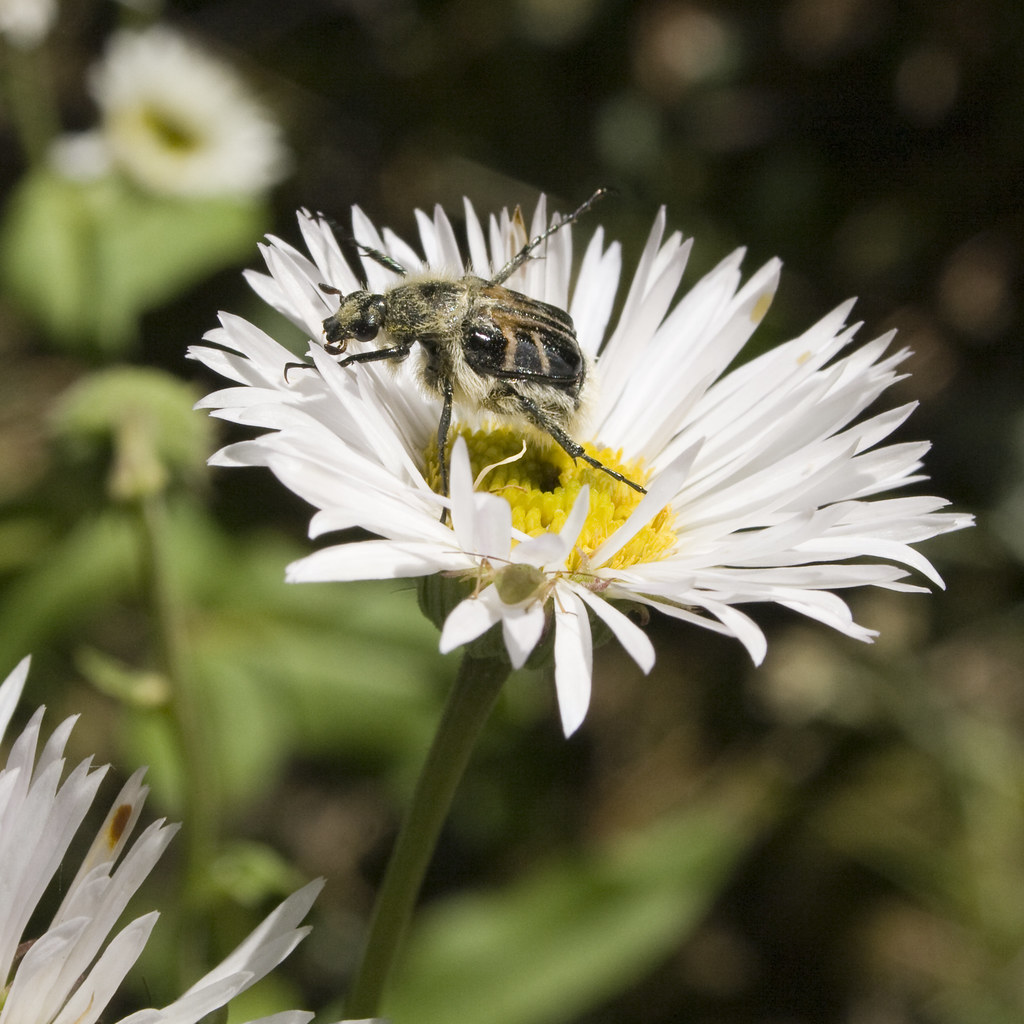 Bee-Like Flower Scarab Beetle