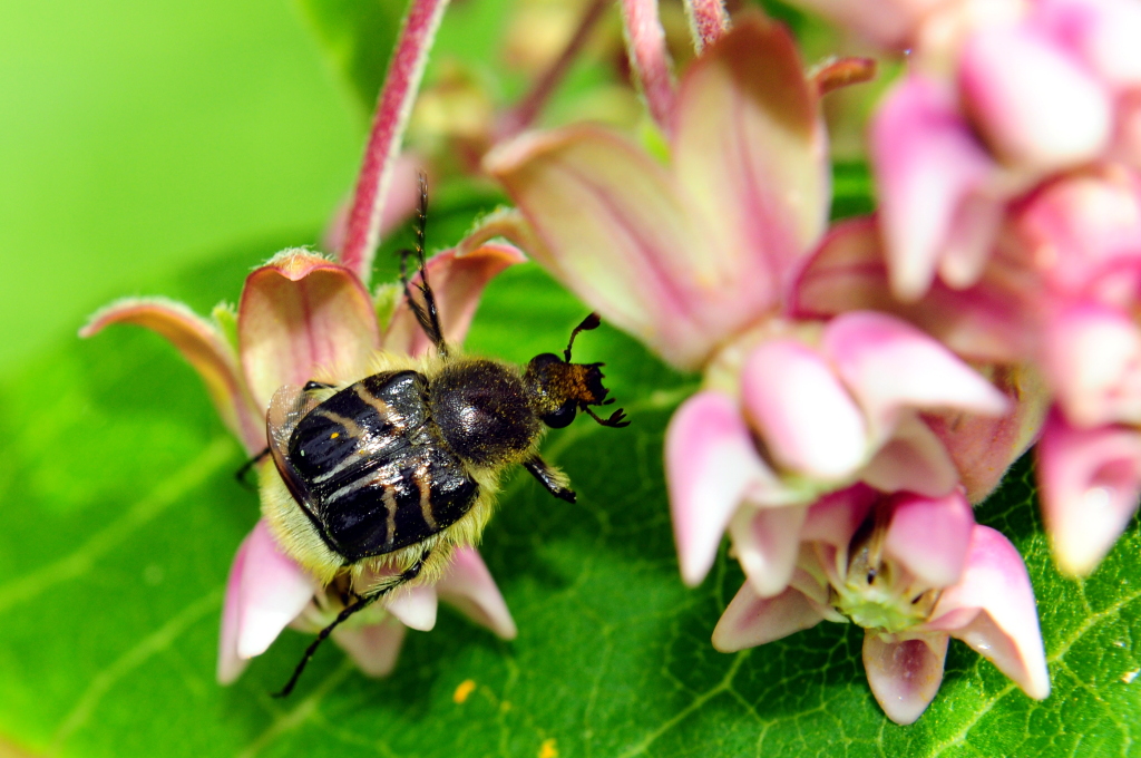 Bee-like Flower Scarab Beetle - Types of Beetles in Massachusetts