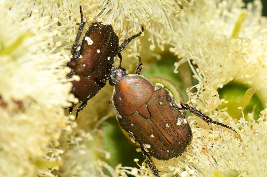 Beetle Grubs - Types of Beetles in Montana