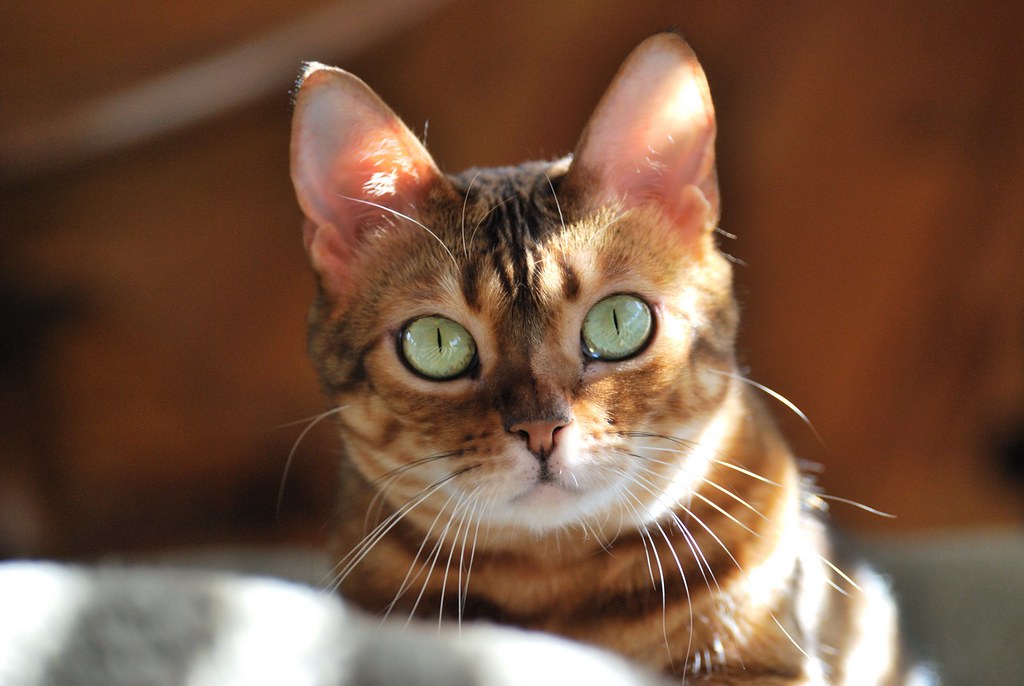 Bengal - Asian Cat Breeds