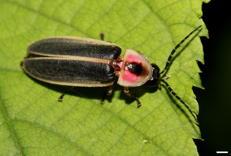 39 Different Types of Flies in Massachusetts