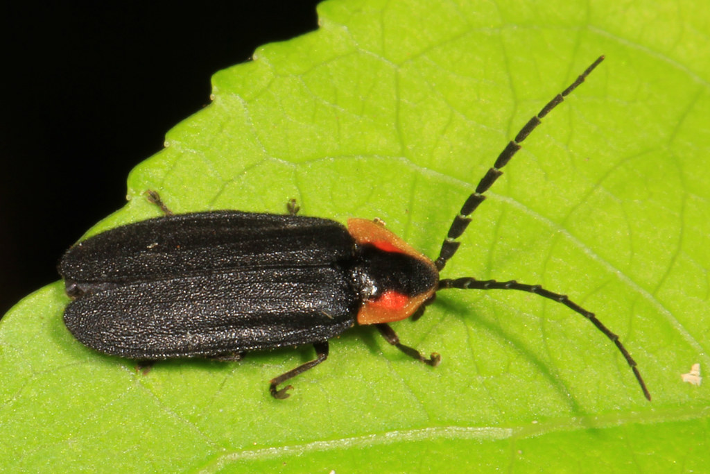 Black Firefly