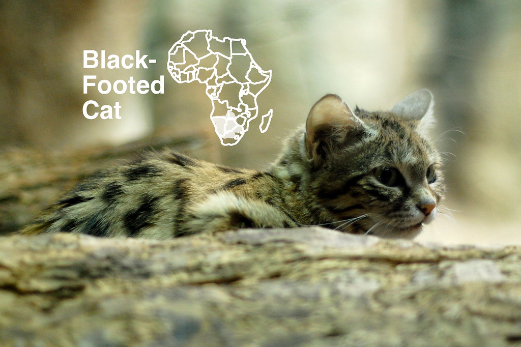 Black-footed Cat 