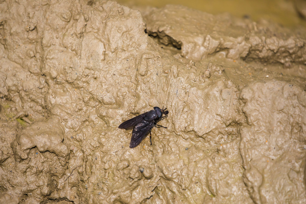 Black Horse Fly 