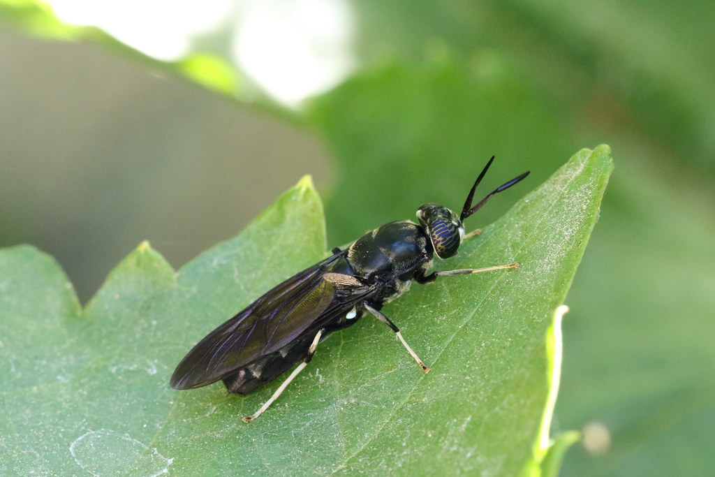 Black Soldier Fly - Different Types of Flies in Massachusetts 