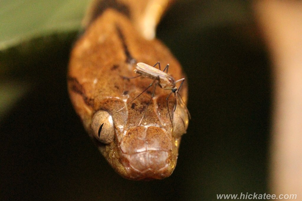 Blunt-Headed Tree Snake