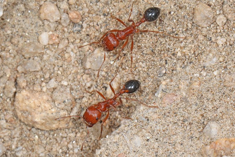 17 Different Types of Ants in California