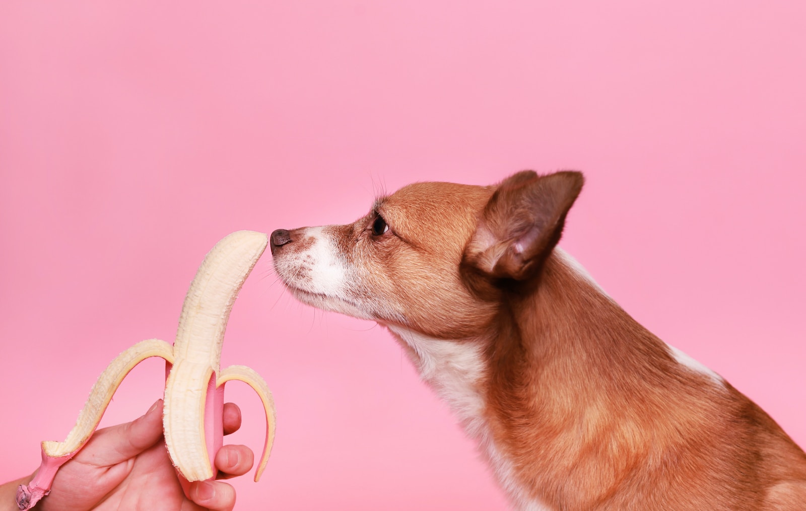 Can Dogs Eat Banana Peels