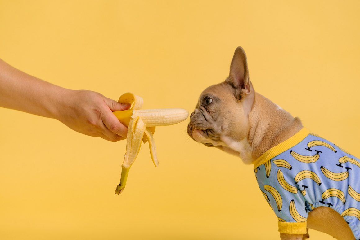 Can Dogs Eat Banana Peels? Are Banana Peels Toxic to Dogs?