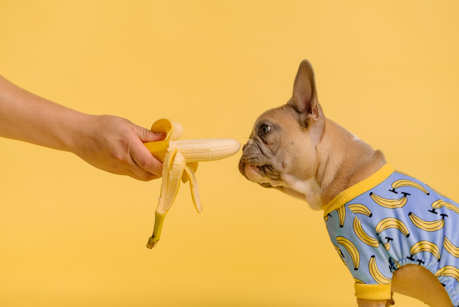 Can Dogs Eat Banana Peels