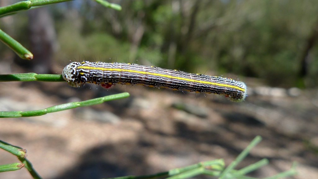 Caterpillars