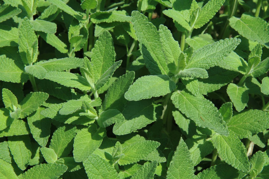 Catnip