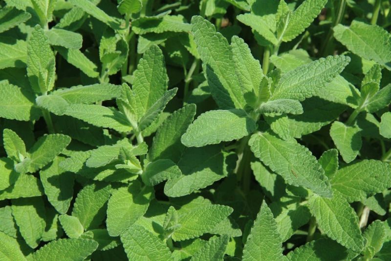 10 Plants That Repel Rats (With Pictures)