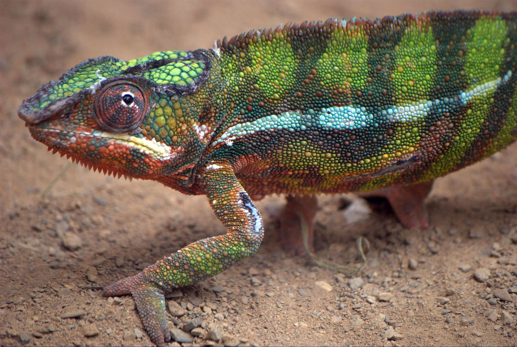 Chameleons - Animals With Green Eyes