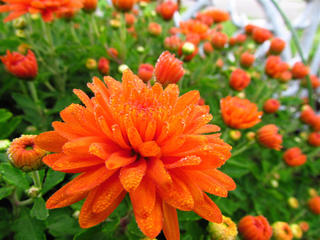 Chrysanthemums - Plants That Repel Bugs