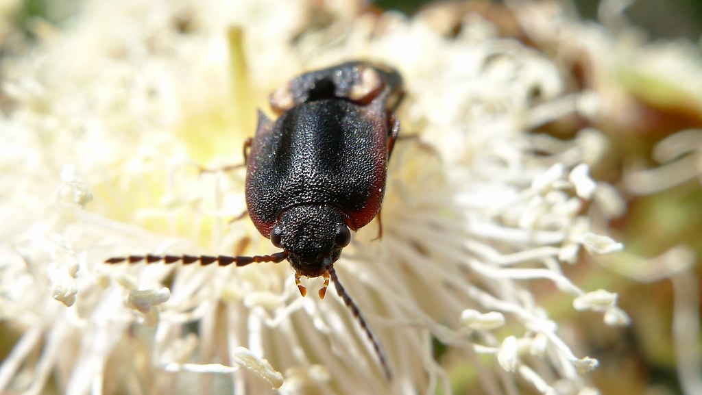 Click Beetle - Types of Beetles in Montana