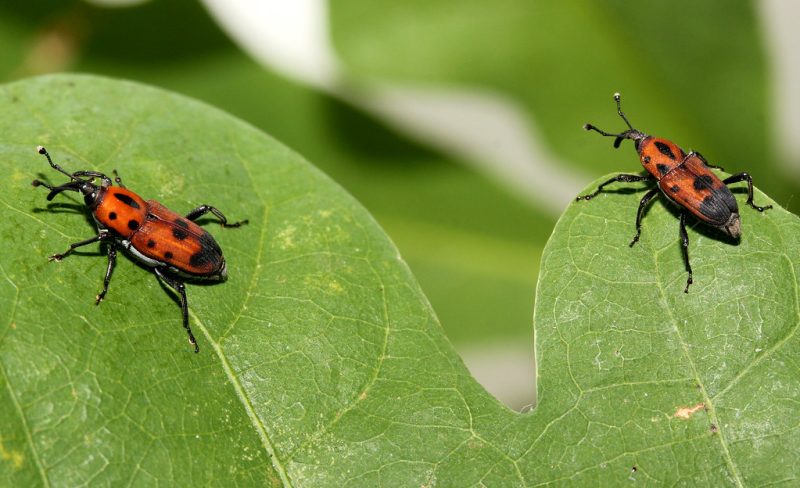 Boston Insects 47 Types of Beetles in Massachusetts (With Pictures)