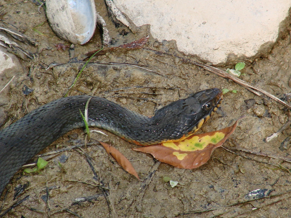 Cottonmouth Snake - Snakes With the Biggest Heads