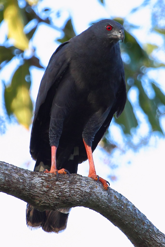 17 Different Types of Hawks in North America (With Pictures)