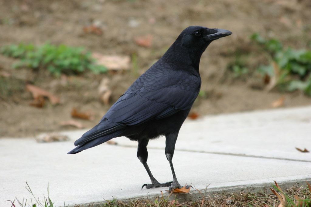 Crows - Animals That Eat Eggs