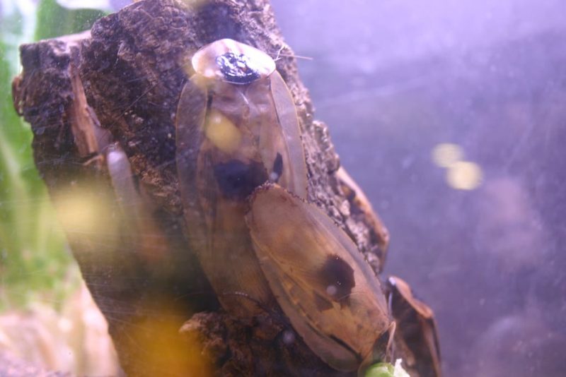 17 Animals With Shells and Their Pictures