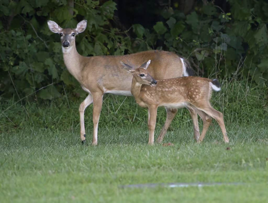 Deers - Animals That Eat Acorns