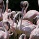 Different Types of Flamingos