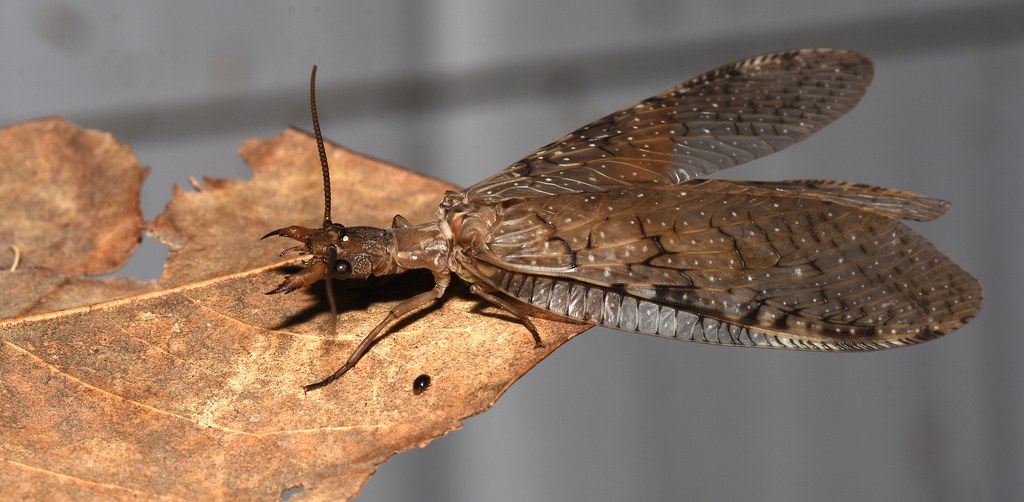 Dobsonfly - Different Types of Flies in Massachusetts 