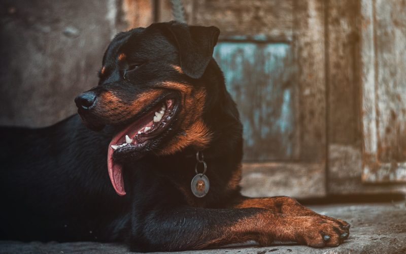 Dog Breeds With the Strongest Bite Force