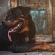 Dog Breeds With the Strongest Bite Force
