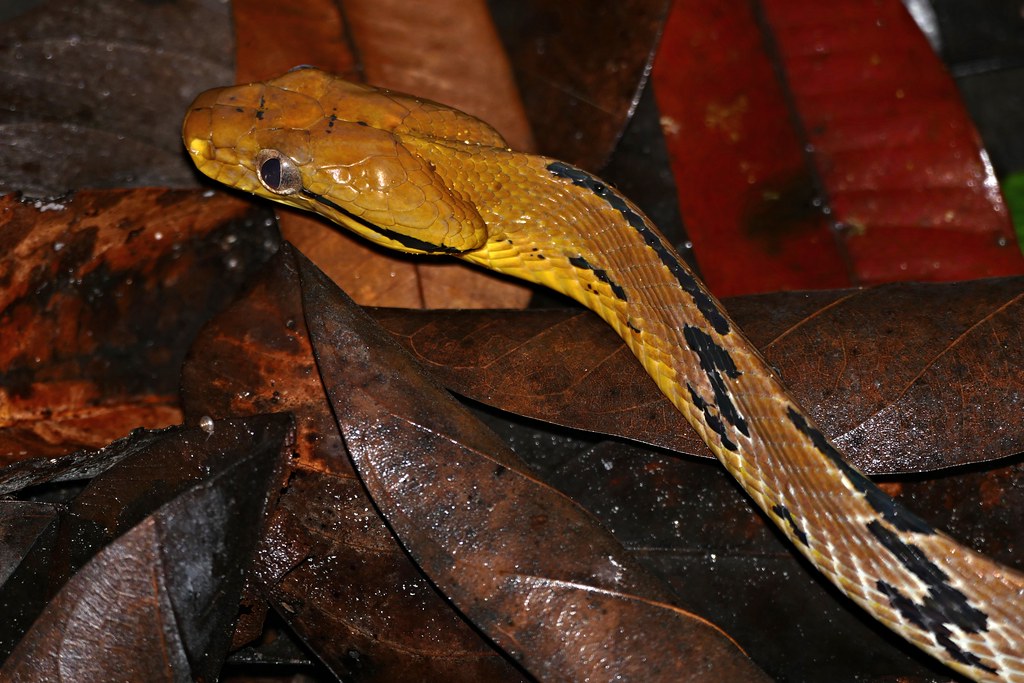 Dog-Toothed Cat Snake