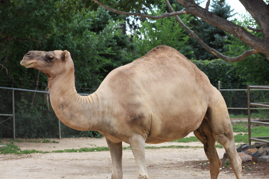 Dromedary Camel - Animals With Blue Eyes