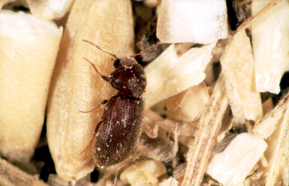 Drugstore Beetle - Types of Beetles in Montana
