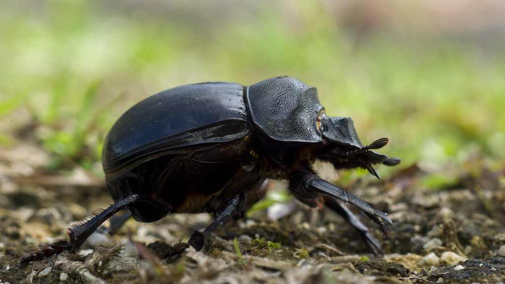 Dung Beetle - Types of Beetles in Massachusetts