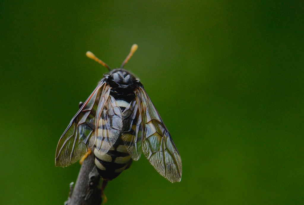 Elm Sawfly - Different Types of Flies in Massachusetts  